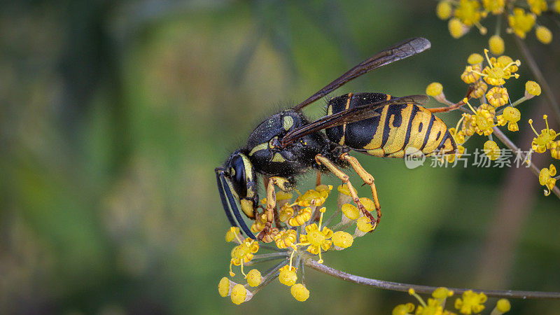 黄寡妇，(Vespula vidua)，黄寡妇。